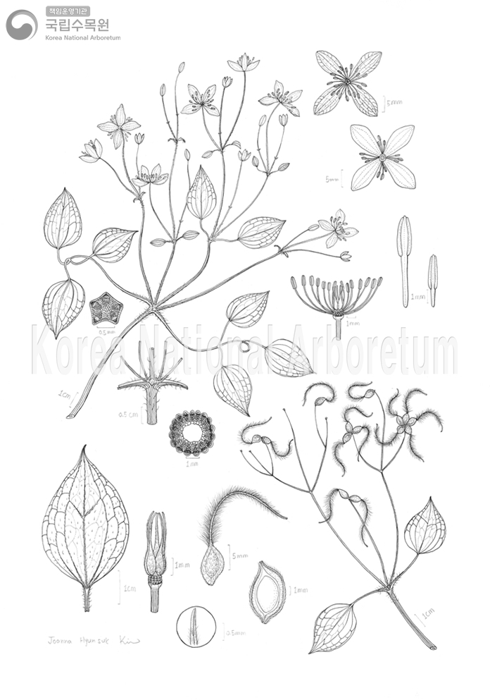 Plant Illustration Detailed View