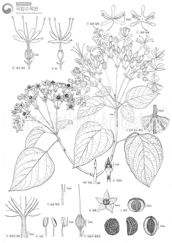 Plant Illustration Detailed View