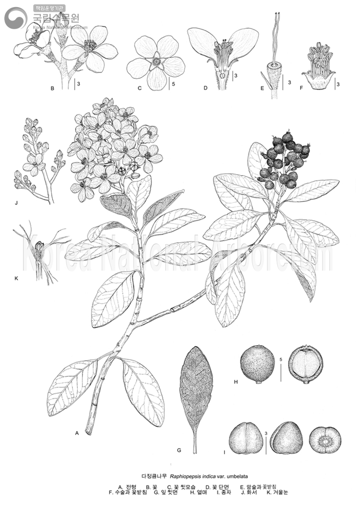 Plant Illustration Detailed View