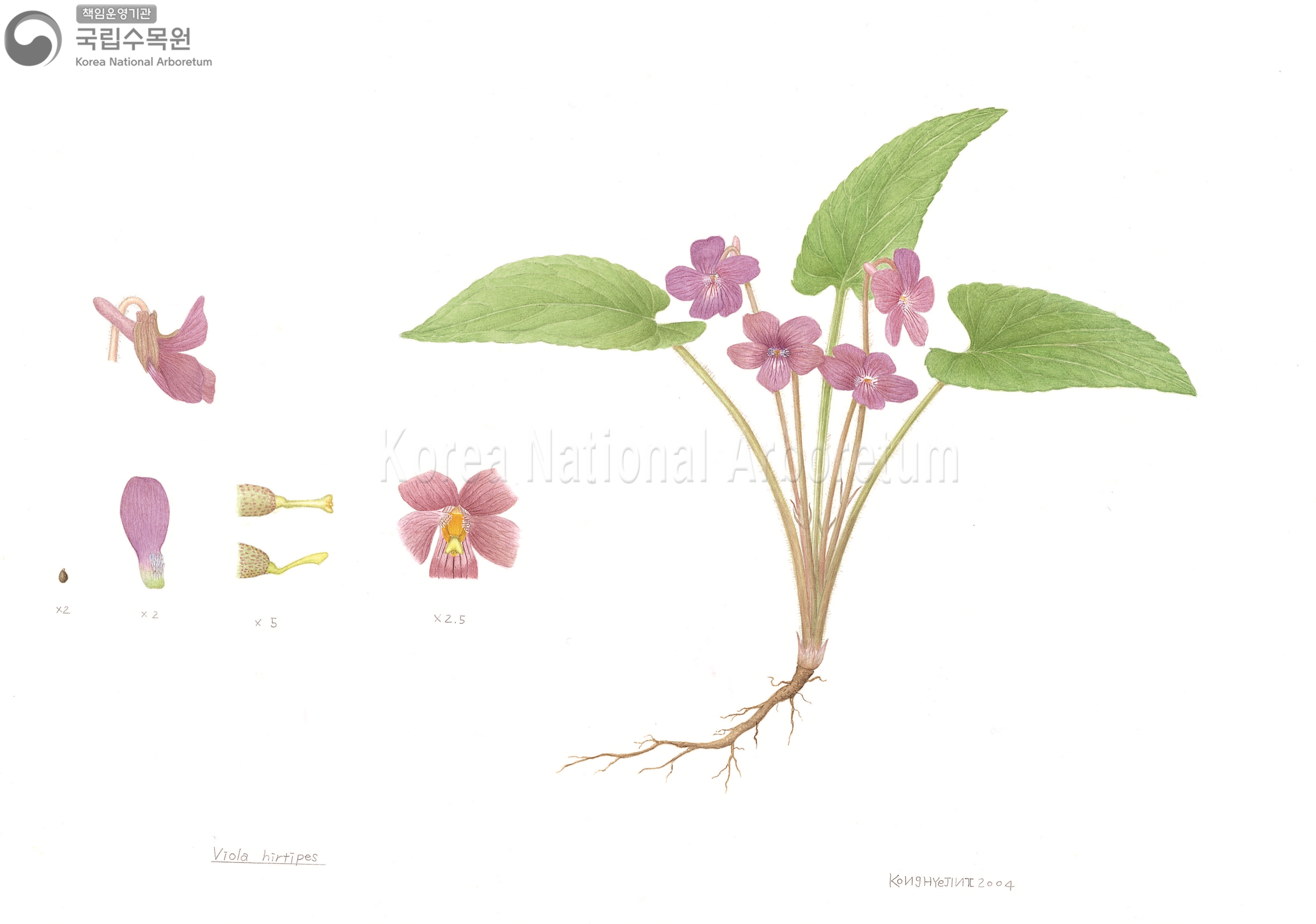 Plant Illustration Detailed View