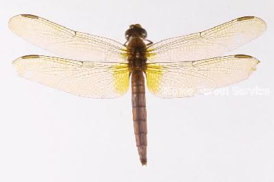 Crocothemis servilia (Druy, 1773)