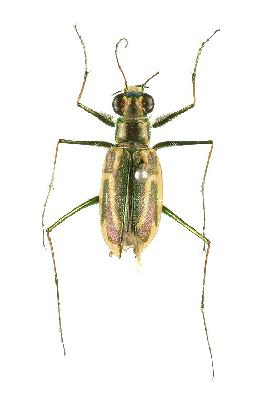 Abroscelis anchoralis (Chevrolat, 1845)