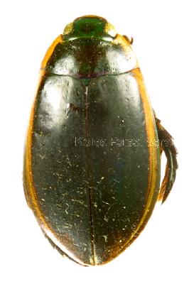 Cybister (Cybister) chinensis Motschulsky, 1854