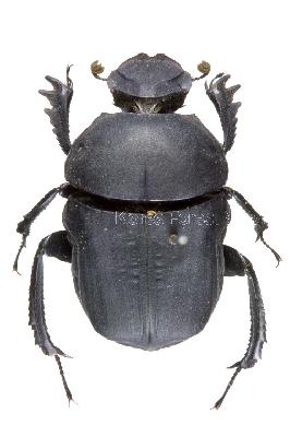 Gymnopleurus mopsus (Pallas, 1781)