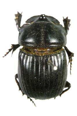 Copris (Copris) tripartitus Waterhouse, 1875