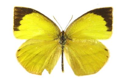 Eurema laeta (Boisduval, 1836)