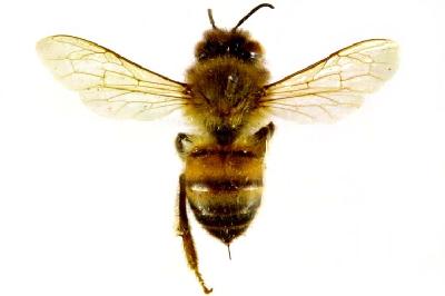 Apis cerana Fabricius, 1793