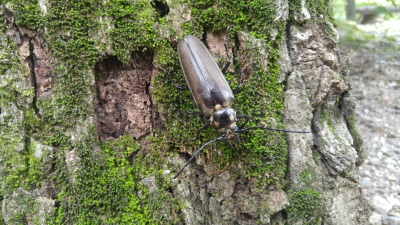 장수하늘소(Callipogon (Eoxenus) relictus Semenov, 1899)