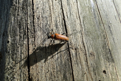 붉은산꽃하늘소(Stictoleptura (Aredolpona) rubra (Linnaeus, 1758))