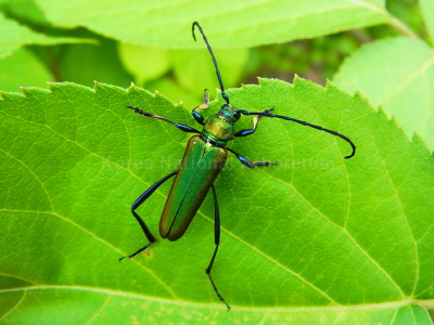 초록하늘소(Schwarzerium (Schwarzerium) quadricolle (Bates, 1884))