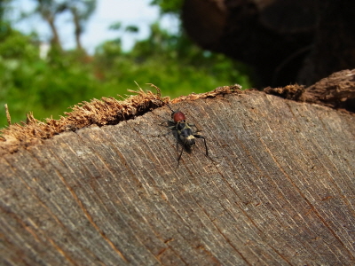 홍가슴호랑하늘소(Xylotrechus (Xylotrechus) rufilius rufilius Bates, 1884)