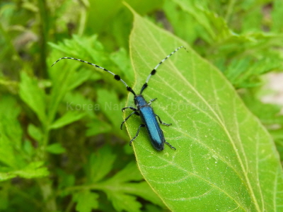 남색초원하늘소(Agapanthia (Amurobia) amurensis Kraatz, 1879)