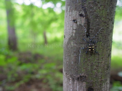 유리알락하늘소(Anoplophora glabripennis (Motschulsky, 1854))