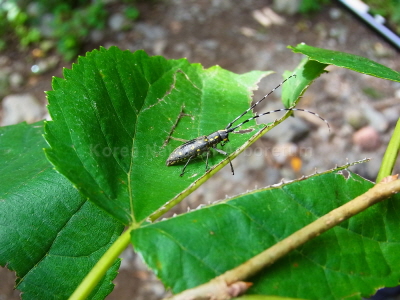 울도하늘소(Psacothea hilaris hilaris (Poscoe, 1857))