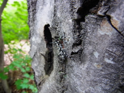 알락수염하늘소(Palimna liturata continentalis (Semenov, 1914))