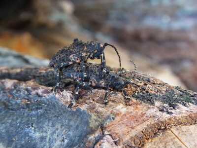 털두꺼비하늘소(Moechotypa diphysis (Pascoe, 1871))