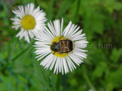 호랑꽃무지(Lasiotrichius succinctus (Pallas, 1781))