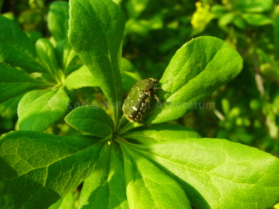 풀색꽃무지(Gametis jucunda (Faldermann, 1935))