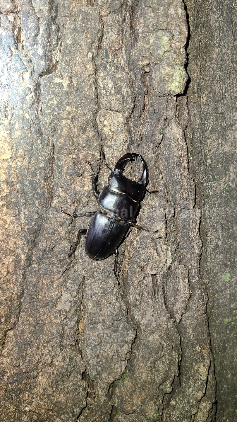 Dorcus hopei binodulosus Waterhouse, 1874