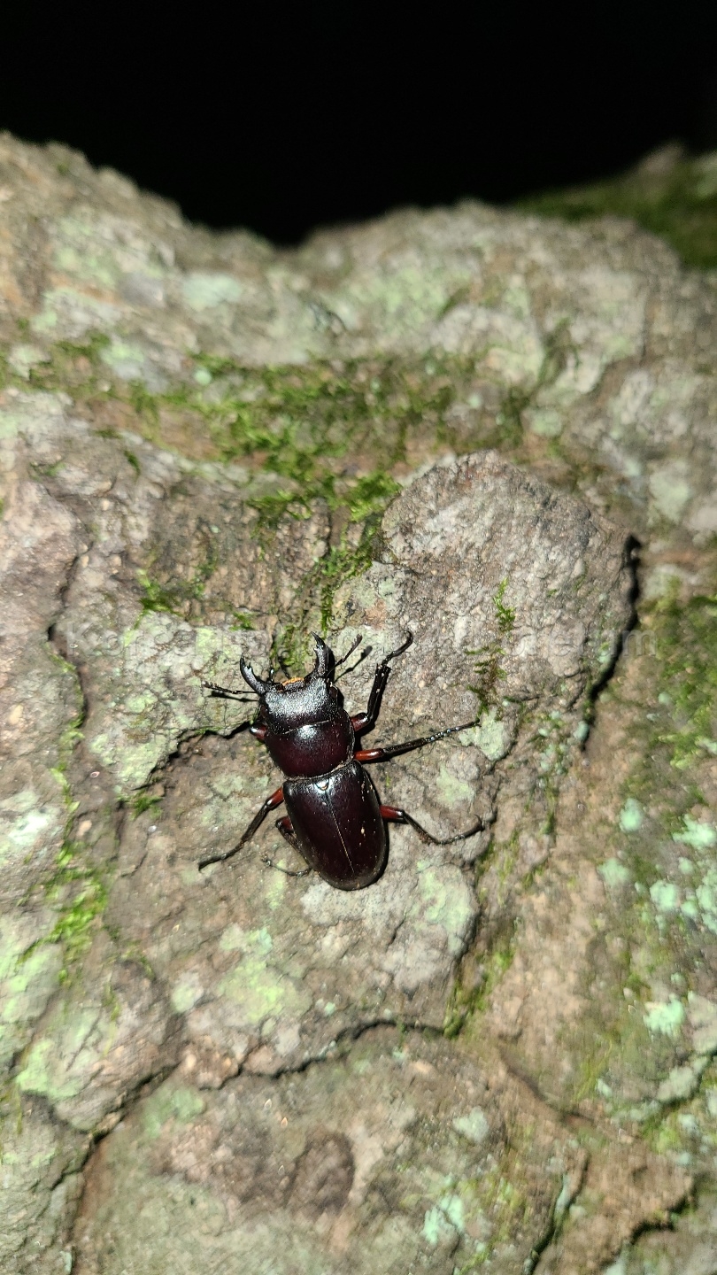 Dorcus rubrofemoratus rubrofemoratus (Snellen van Vollenhoven, 1865)