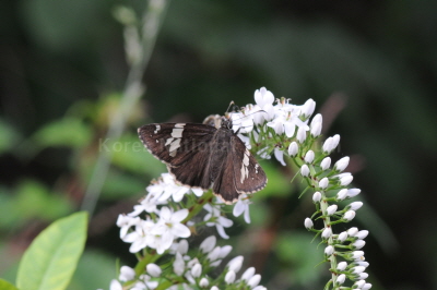 왕팔랑나비(Lobocla bifasciata (Bremer & Grey, 1853))