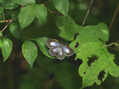 선녀부전나비(Artopoetes pryeri (Murray, 1873))