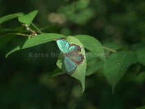 1번째 암붉은점녹색부전나비