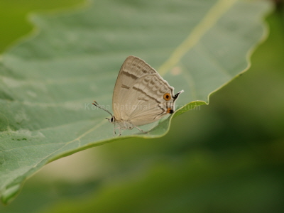 은날개녹색부전나비(Favonius saphirinus (Staudinger, 1887))