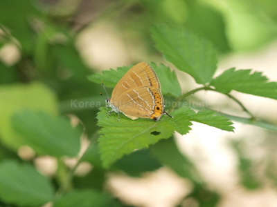 귤빛부전나비(Japonica lutea (Hewitson, 1865))