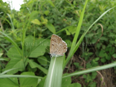 담흑부전나비(Niphanda fusca (Bremer & Grey, 1852))