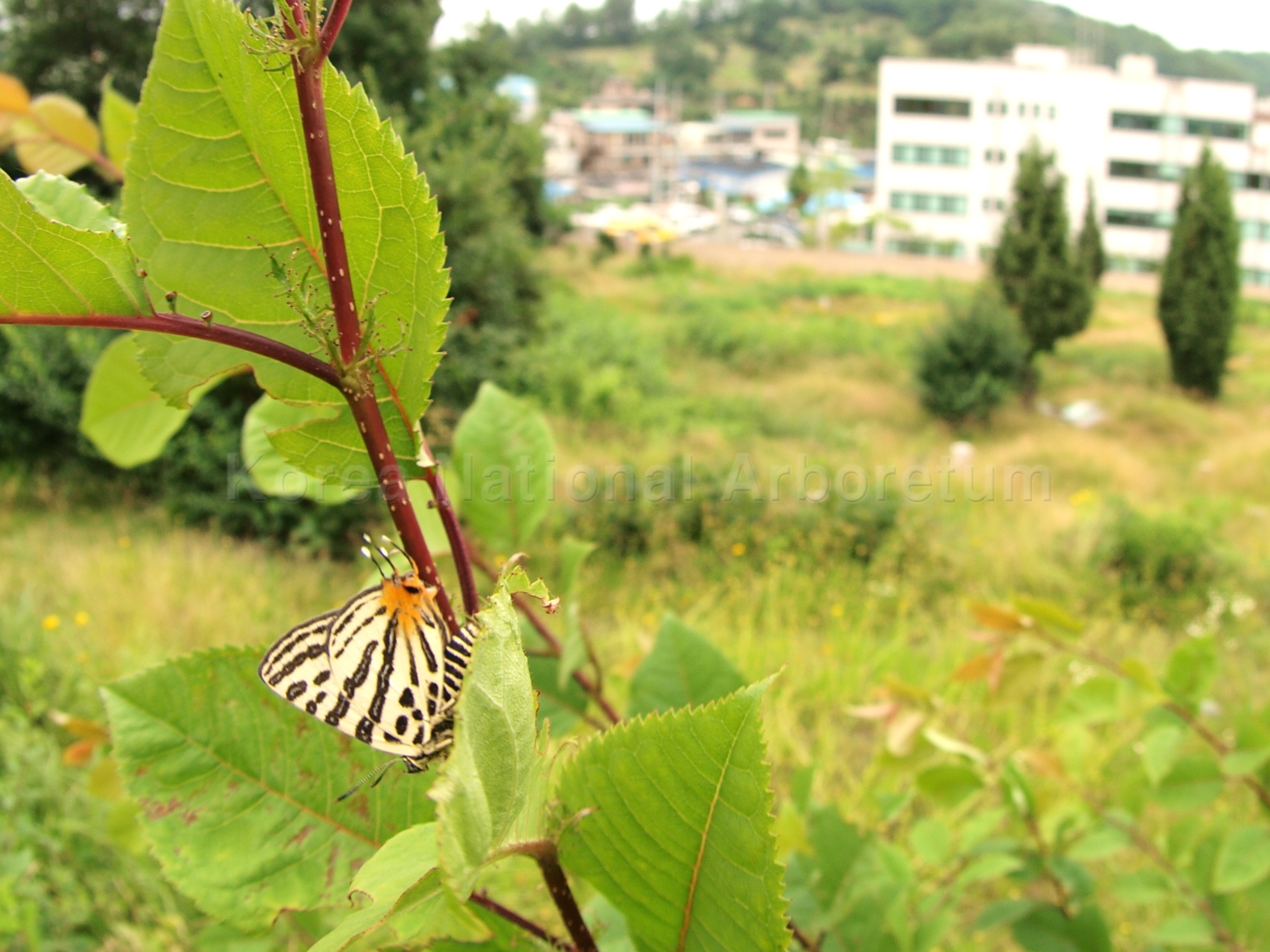 Spindasis takanonis (Matsumura, 1906)