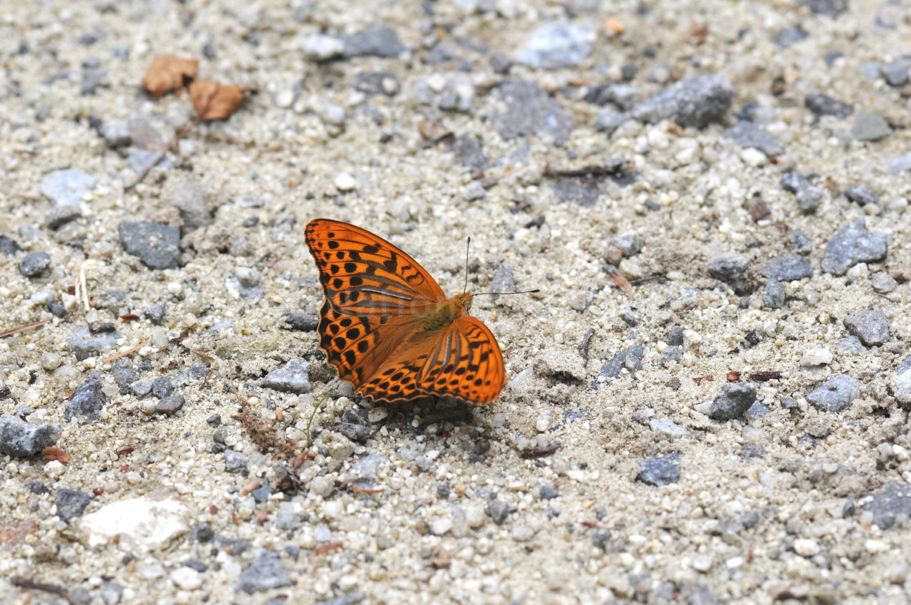 Argynnis paphia (Linnaeus, 1758)