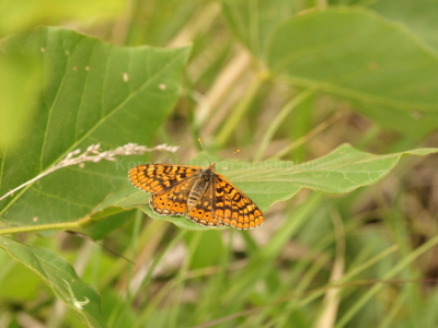 금빛어리표범나비(Euphydryas davidi (Oberthür, 1881))