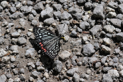 홍점알락나비(Hestina assimilis (Linnaeus, 1758))