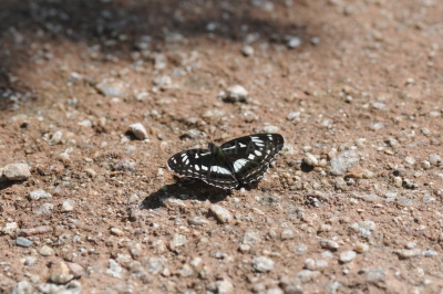 제이줄나비(Limenitis doerriesi Staudinger, 1892)