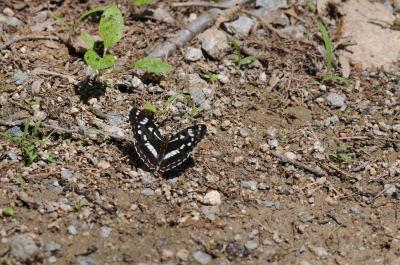 제일줄나비(Limenitis helmanni Lederer, 1853)