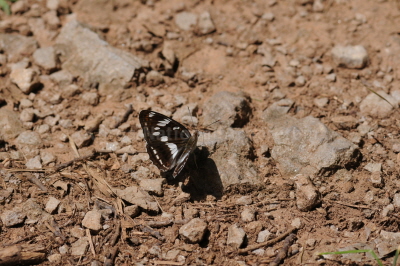 굵은줄나비(Limenitis sydyi Lederer, 1853)