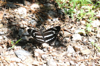 세줄나비(Neptis philyra Ménétriès, 1859)