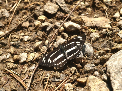 참세줄나비(Neptis philyroides Staudinger, 1887)