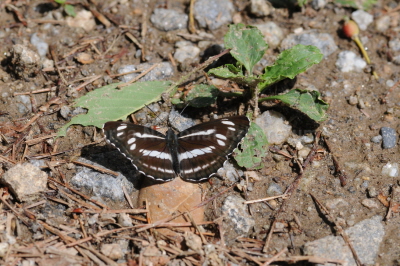 높은산세줄나비(Neptis speyeri Staudinger, 1887)