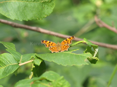 산네발나비(Polygonia c-album (Linnaeus, 1758))