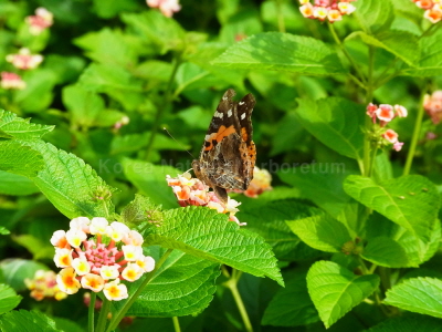 큰멋쟁이나비(Vanessa indica (Herbst, 1794))