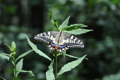 산호랑나비(Papilio machaon Linnaeus, 1758)