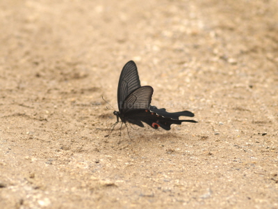 긴꼬리제비나비(Papilio macilentus Janson, 1877)