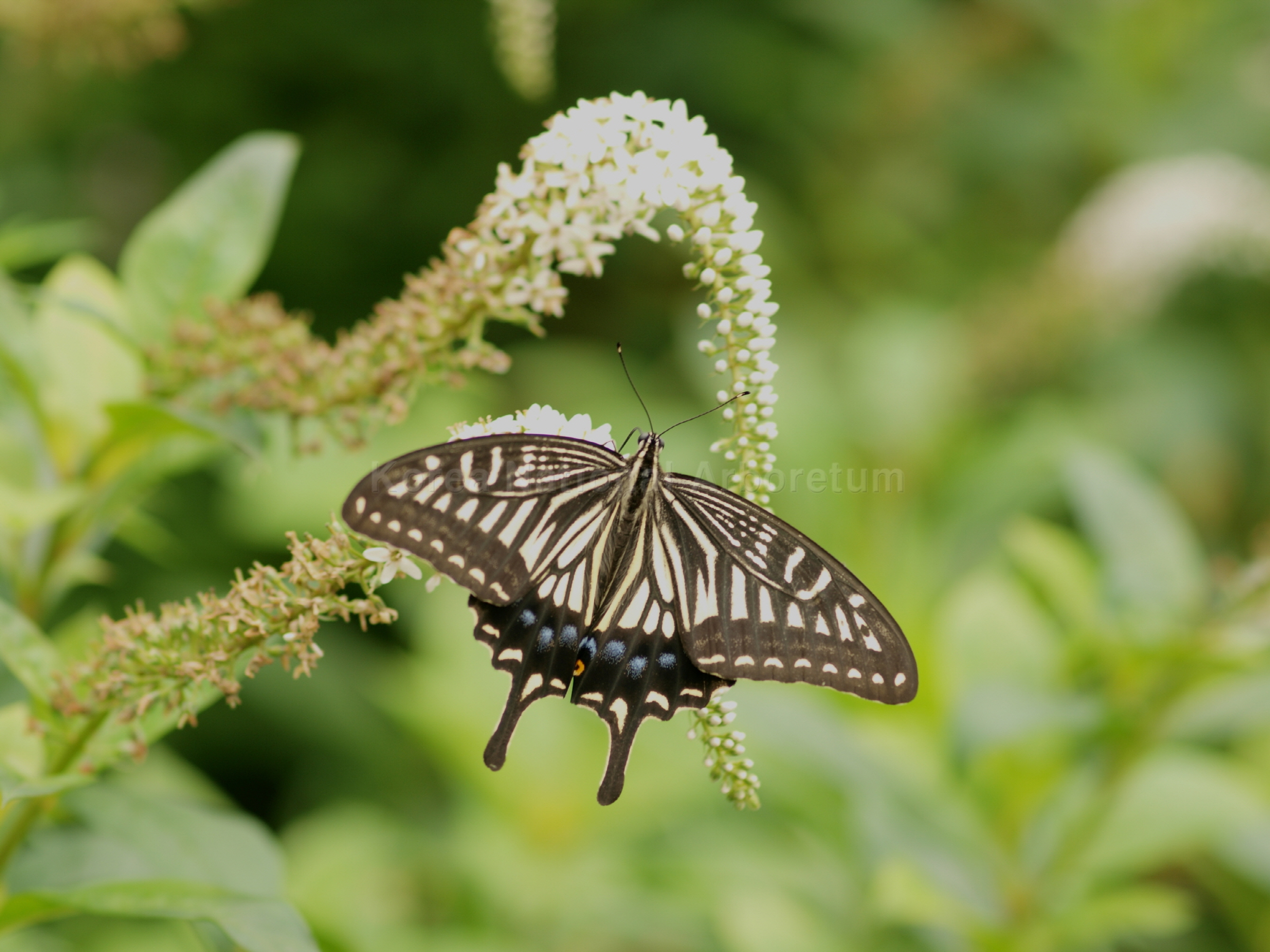 Papilio xuthus Linnaeus, 1767