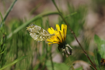 갈고리흰나비(Anthocharis scolymus Butler, 1866)