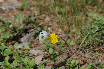 대만흰나비(Pieris canidia (Linnaeus, 1768))