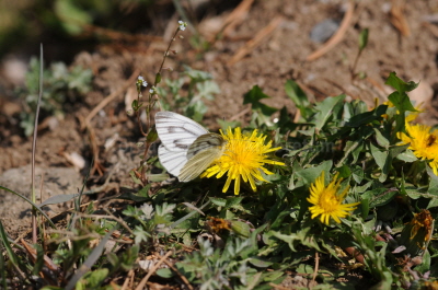 큰줄흰나비(Pieris melete Ménétriès, 1857)