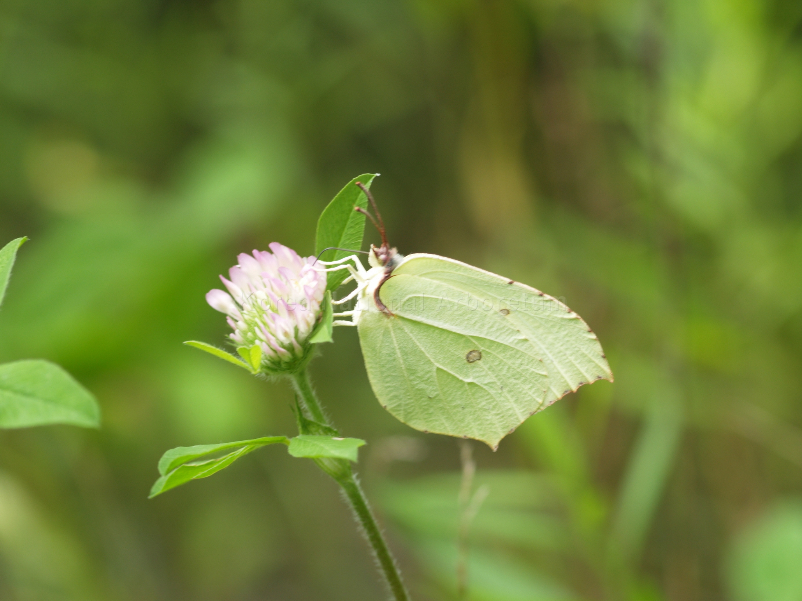 Gonepteryx maxima Butler, 1885