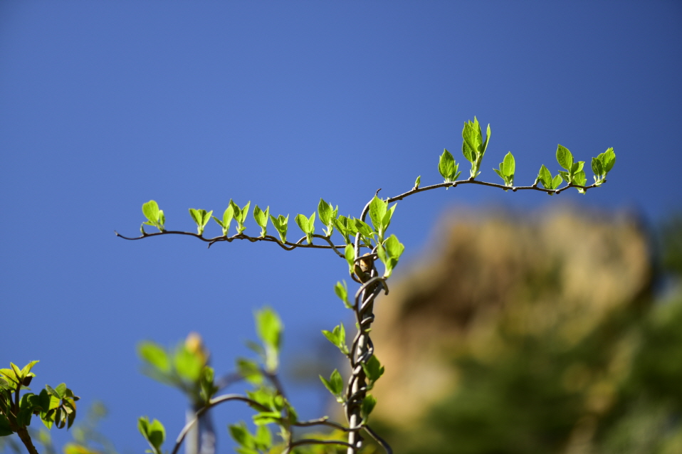 Actinidia arguta (Siebold & Zucc.) Planch. ex Miq.